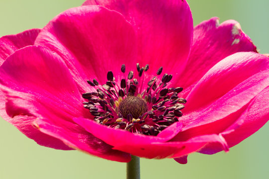 Close up of an anemone in full bloom