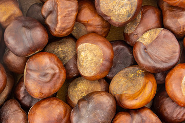 autumn background design many chestnuts brown pattern flora seasonal base