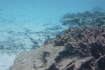 Snorkeling. Gorgeous view of underwater world. Dead coral reefs, sea grass , white sand and turquoise water. Indian Ocean, Maldives.