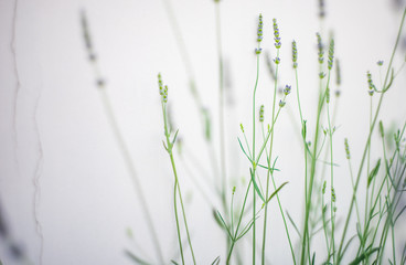 Field of flowering Lavarder plants