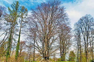 Obraz premium Trees and Sky