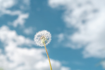 Bright dundelion over blue sky background