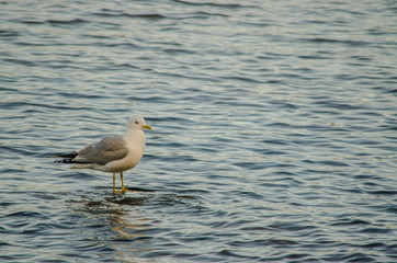 seagull bird and its shadow waiting for target on water of a lake in a beautiful day destination in northern Europe