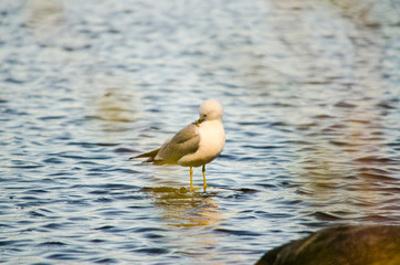 seagull bird waiting for target on a stone in a bank of a lake in a beautiful day destination in northern Europe