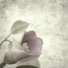  old paper background