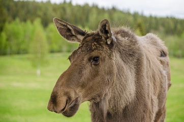 Close up view of wild animal Moose elk in an elk farm during the elk farm visit in northern Europe in a sunny day