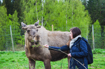 Beautiful trying to feed a cute wild Moose elk with growing horn in an elk farm during the elk farm visit in northern Sweden