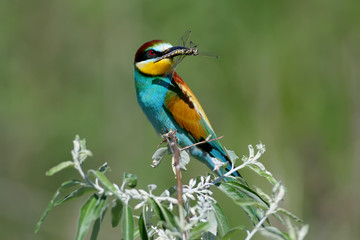 European bee-eater sits on a branch and holds a large dragonfly in its beak. Bright full-color photo shot close-up on a beautiful blurred background.