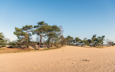 Fototapeta premium Loonse and Drunense Dunes