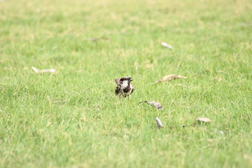 bird on the grass