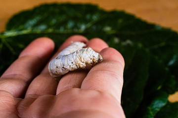 Bombyx mori, silkworm, on the palm of a person's hand.