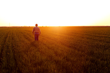 Rear view of senior farmer walking in young wheat field and examining crop at sunset.