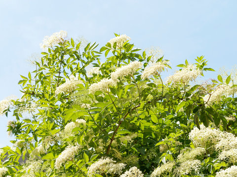 Sambucus nigra - Sureau noir ou grand sureau aux corymbes de fleurs printani&egrave;re parfum&eacute;es aux p&eacute;tales blanc cr&egrave;me