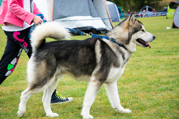 Husky na smyczy z właścicielem