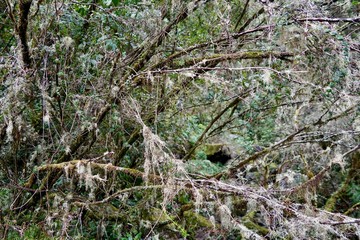 Fototapeta premium Waldlandschaft an der Levada do Furado (Madeira)