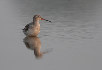 Spotted redshank (Tringa erythropus)