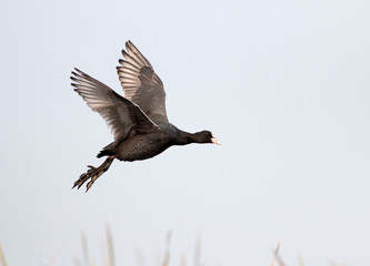 Coot Flying in morning