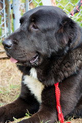 Duży włochaty pies