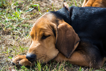 Śpiący Ładny brązowy pies - obrazy, fototapety, plakaty