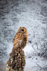 Stunning portrait of Tawny Owl Strix Aluco on Winter snow forest background