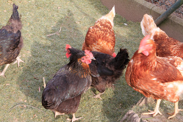 Chicken, Chicken yard, Michelsrombach, Hessen, Germany, Europe