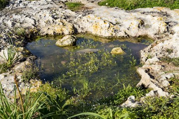 Kamenitza or temporary rain water pool  with sanicle-leaved water crowfoot