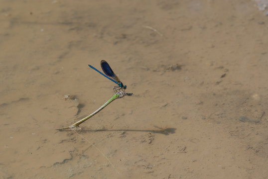 libellula su un ramo d'erba all'interno di una pozzanghera