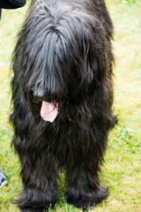 Czarny kudłaty pies
