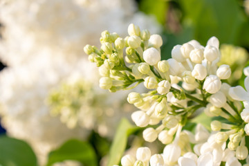 Tender delicate white lilac flowers and buds close up on blured white flowers and green foliage background, copy space