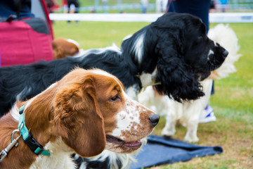 Psy na wystawie © Heroc