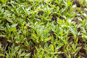 Tomato growing in a pot background