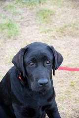 Czarny labrador © Heroc