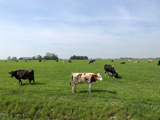 Naklejka na ściany i meble cows in the meadow