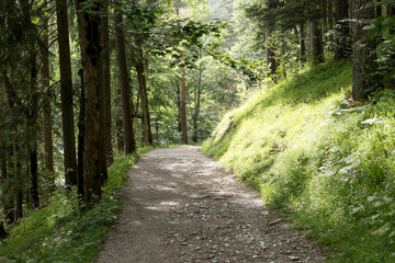 Trees in the bavarian forest. Southern Germany