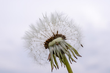 Dandelion flower with seeds ball on gray sky background