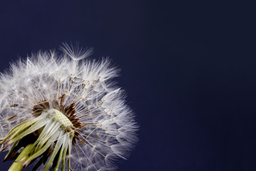 Dandelion flower with seeds ball on black background with copy space