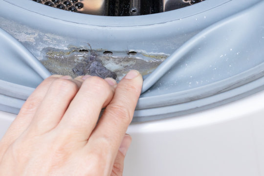 Dirty moldy washing machine sealing rubber and drum close up. Mold, dirt and limescale in washing machine. Home appliances periodic maintenance
