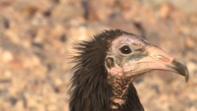 Egyptian Vulture, immature, close up, Sde boker, Negev