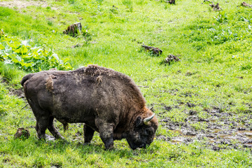 European bison (Bison bonasus) grazing on meadow, in natural habitat,Poland