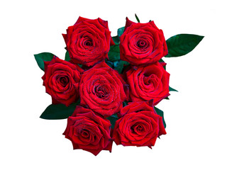 beautiful Burgundy roses of Dutch variety Red Naomi with dew drops on a white background isolated