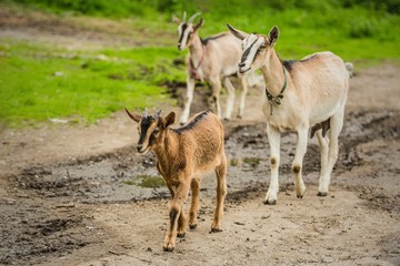 Herd of brown and beige domestic goats walking on muddy path. Green grass in background. Sunny spring day at a farm.