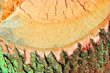 Old tree trunk texture, sawed section top view, close up detail