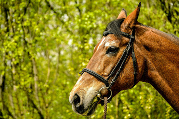 Animal portrait of a riding horse