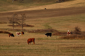 Russia. Cows on the free meadows of the Altai mountains