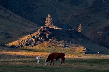 Russia. Cows on the free meadows of the Altai mountains