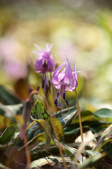 Pink flowers of asian fawnlily.