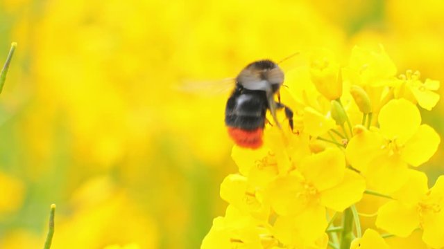Closeup of a yellow rape plant with a bumblebee