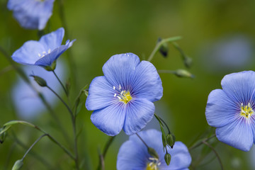 Blue Flax Flowers in Bloom in Springtime