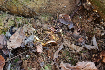 Ring stuck in the ground