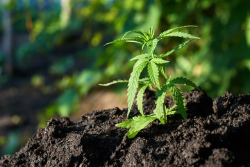 Cannabis leaves on marijuana plant, controls the harvest of marijuana. Hemp cultivation. Cannabis concept CBD oil, medical extract